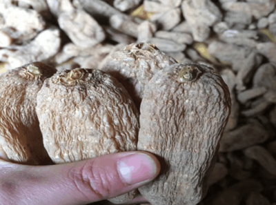 云南省昭通市天麻價格如何?