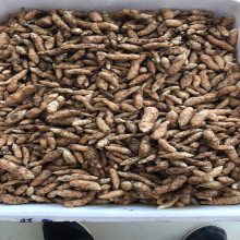 洋荷姜栽培技術(shù)圖片 藥材種子種苗行業(yè) 中國(guó)供應(yīng)商