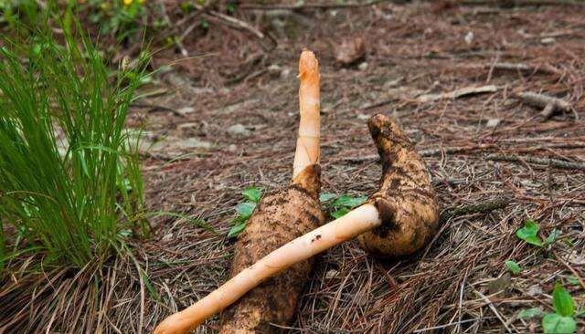 4月發(fā)文:以前野生的無人采摘,如今供不應(yīng)求,價(jià)格達(dá)到了60元一斤