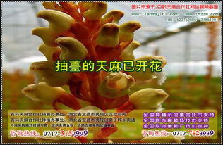 天麻室內種植與蒸制技巧 從栽培到食療的完美融合